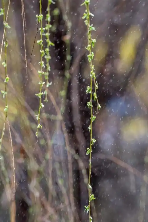 「春天里的陕西」细雨如丝嫩芽生 万物复苏春意浓