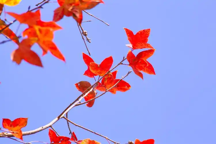 标题:红枫与黄金