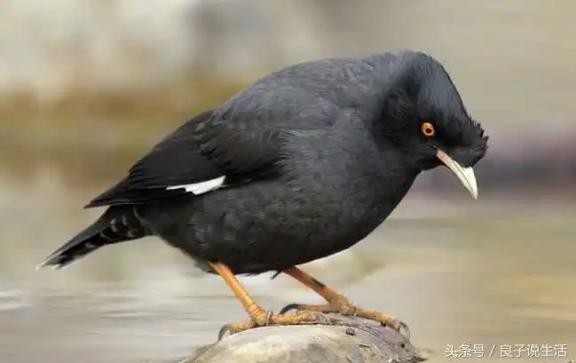 想买一只会说话的八哥鸟得花多少钱,你知道吗?