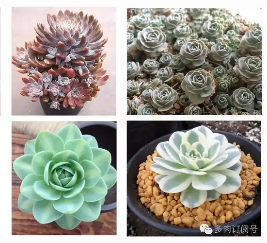 常见夏型种多肉植物介绍配图版