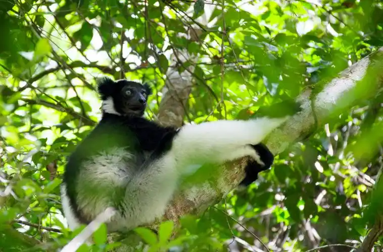 猴面包树的故乡,狐猴的乐园,变色龙的避难所一一奇特的马达加斯加