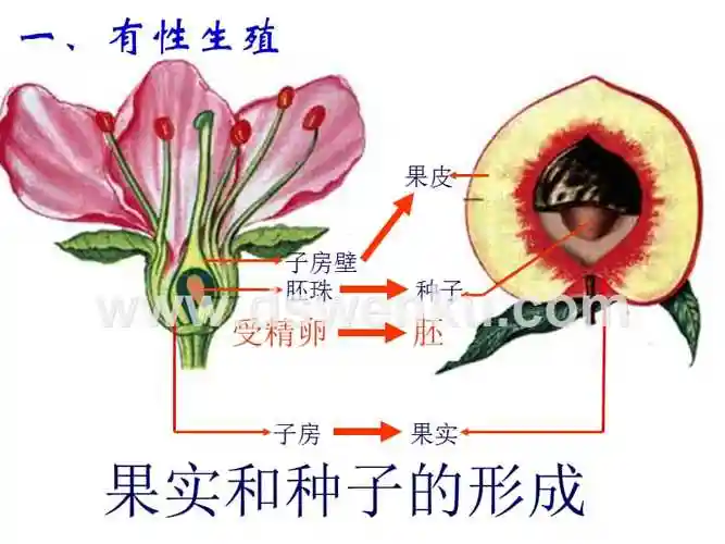 2020年-2021年最新人教植物的生殖ppt.ppt