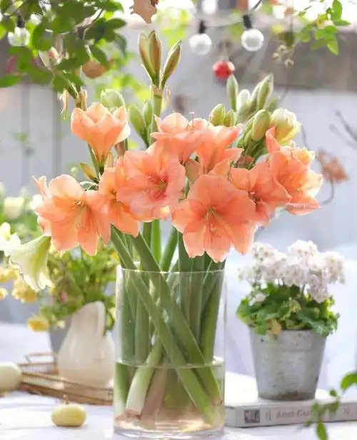 圣诞礼物,童话,红狮,月神,盛装,蕾娜,多款品种可选,花语:渴望被爱