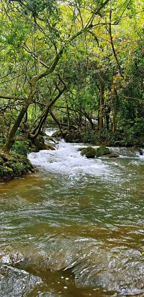 水上森林不愧为大自然的奇观,树在石上长,石头又浸泡在水中