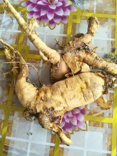 潍坊山上挖的狼毒全根的,哪有收购的啊.