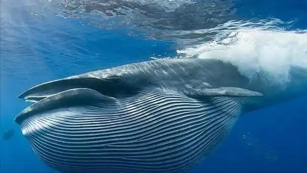 世界上最大的动物!濒临灭绝的"海之王"