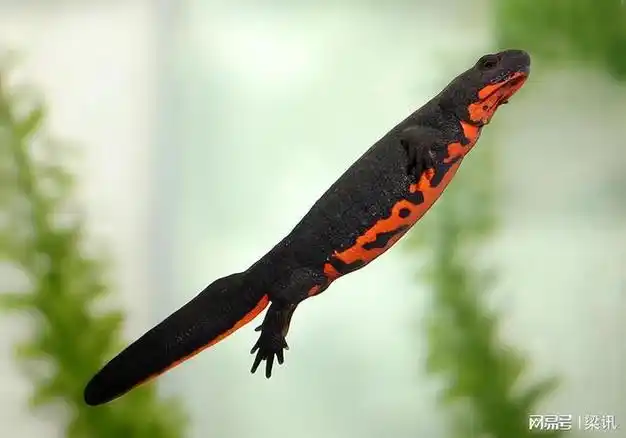 再生能力很强的蝾螈真的可以长生不老吗