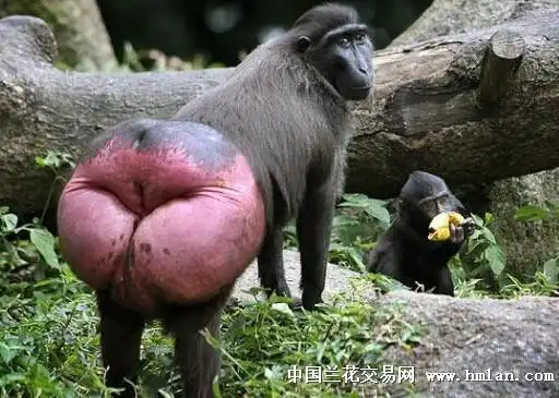 巴西美臀大赛现场来图了