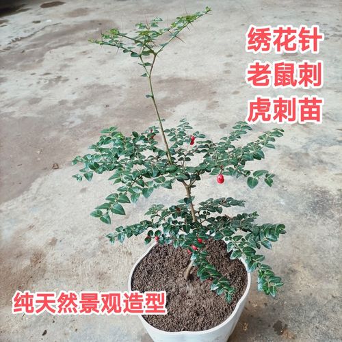 虎刺盆景绣花针树苗办公室盆栽老鼠刺中药种苗阴生小型风景观赏树