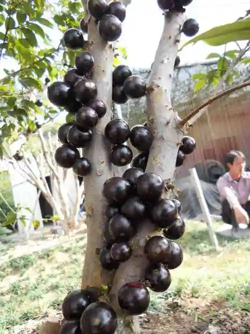 珍贵观赏果树台湾树葡萄