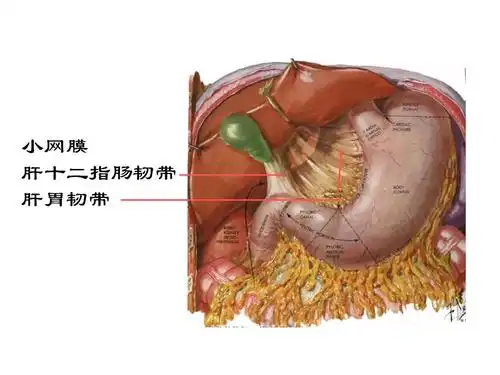 当前第11页) 的相关文档搜索 相关文档 正常 肝脏解剖和组织结构 正常