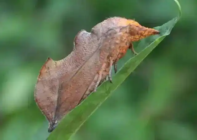 记得收看哟~ 柑橘上的吸果夜蛾 吸果夜蛾是危害我国南方丘陵山区果实