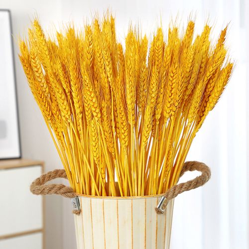 天然麦穗芦苇干花花瓶家居摆件真花风干花束干花