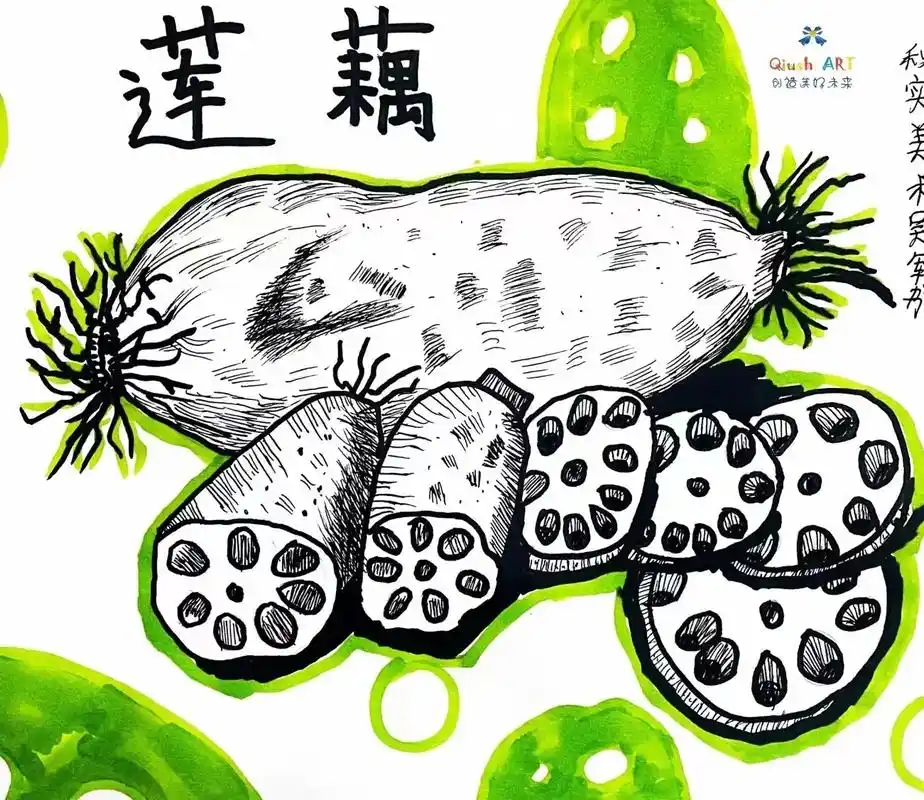 秋实美术——中级班《莲藕写生》   1,欣赏莲藕的图片,了解 - 抖音