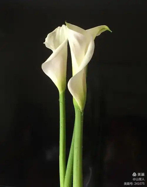 其它 我爱马蹄莲 写美篇马蹄莲的花语是纯洁高贵.