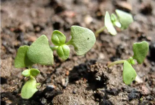 九层塔种植介绍