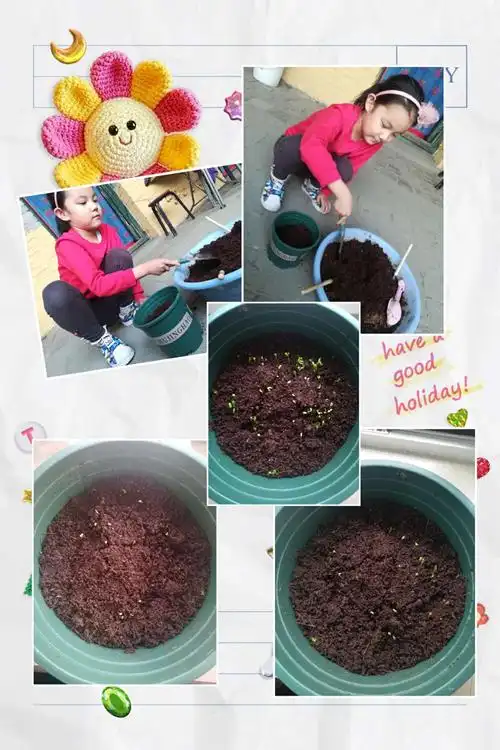 大家看,我自己亲手种的五彩石竹发芽了,好开心