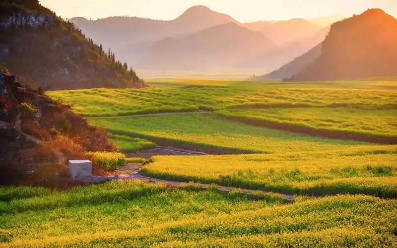 金灿灿油菜花田园风格桌面高清壁纸