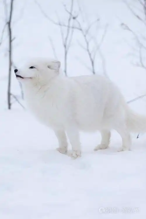 北极狐狸