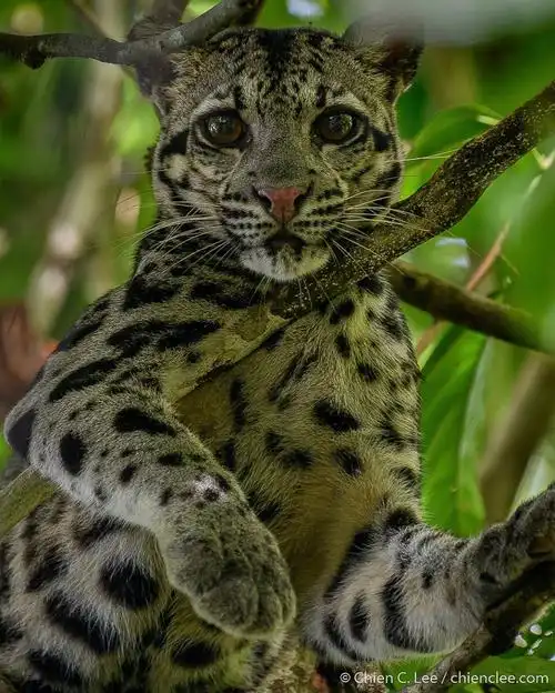 好喜欢云豹的大眼睛