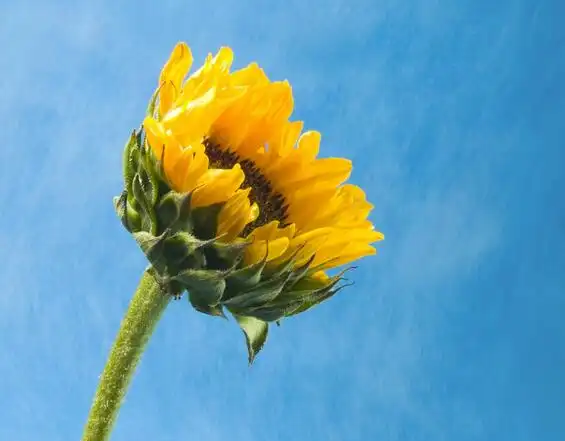 天秤座代表什么花,天秤座花语