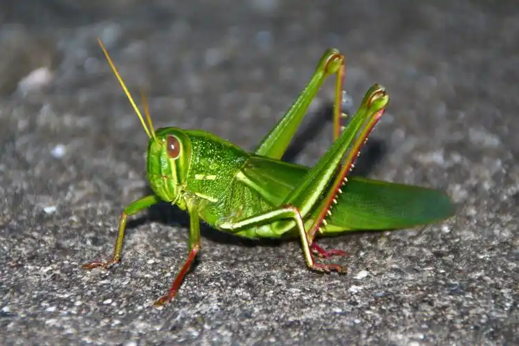 儿时的玩伴,童年的乐趣——蚂蚱