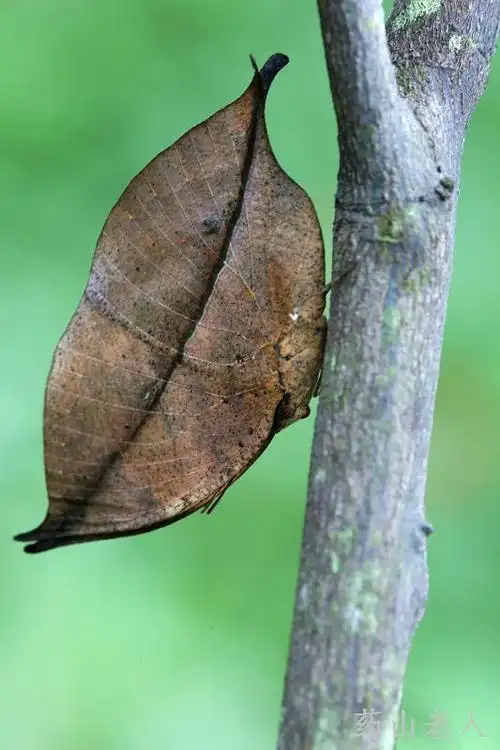 拟态昆虫枯叶蛱蝶