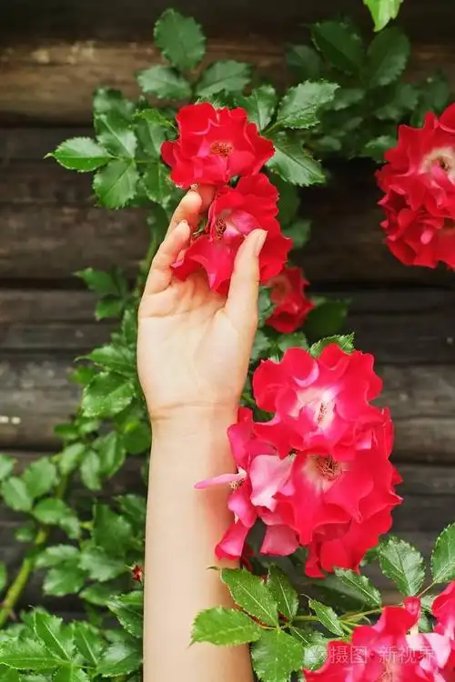 女人手里拿着美丽的紫色粉红色玫瑰时髦的女孩触摸惊人的美丽之花文本