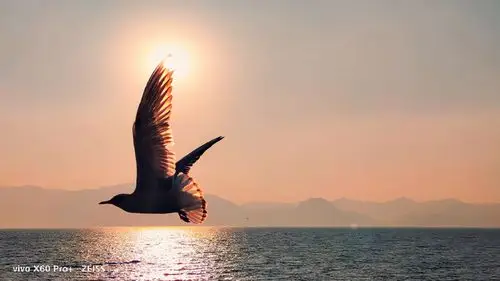 vivox60pro抓拍飞鸟翱翔的画面妥妥质感大片
