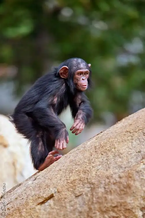 a small chimp climbing! by seb