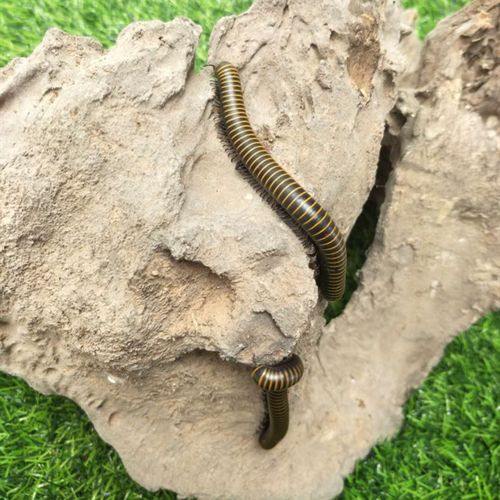 【仙哥】金环马陆千足虫物活体甲虫昆虫饲养简单吃瓜果蔬菜包邮活