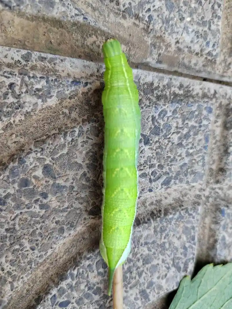 寄生在葡萄树上的芝麻虫 - 抖音