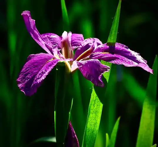 鸢尾兰开花了(一)