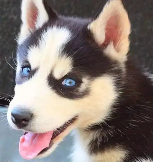 说到蓝眼睛当然还是二哈同学们最有代表性!