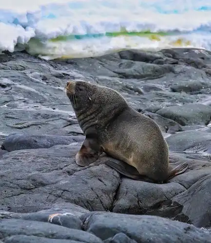 这是毛海豹,又称海狗.