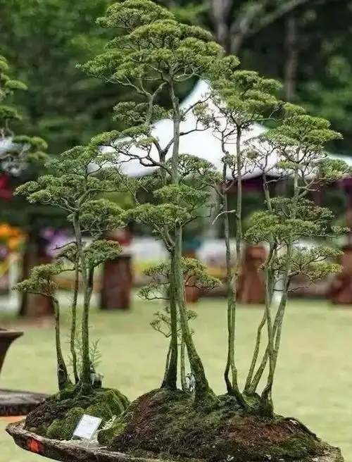 鬼斧神工赏盆景五丛林式盆景