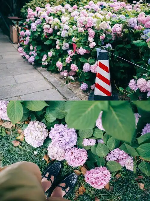 关于夏天属于紫阳花的季节来了