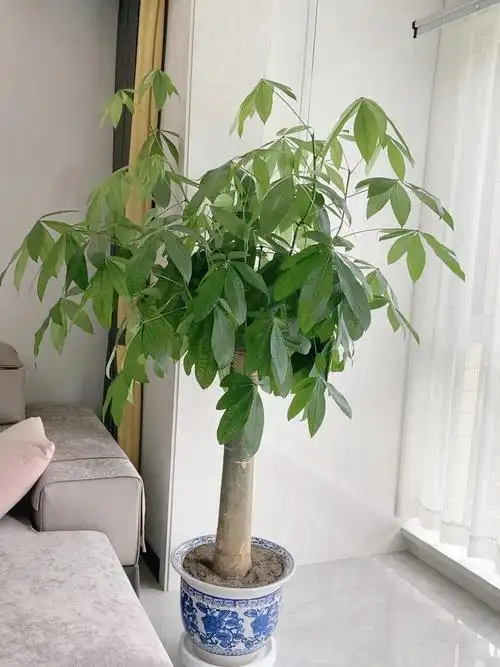 发财树7个月的变化