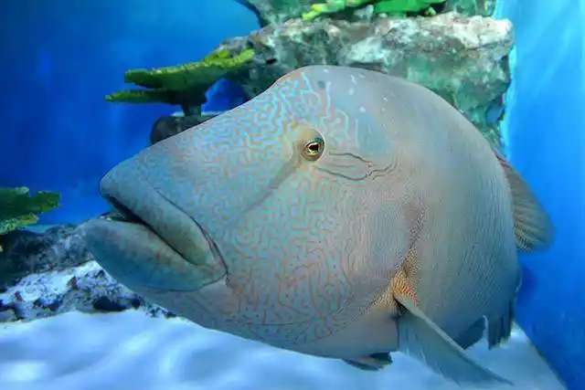 渔民捕获珍惜月亮鱼盘点珍惜食用鱼类