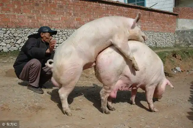 给猪配种的6个误区很多养殖户都不知道