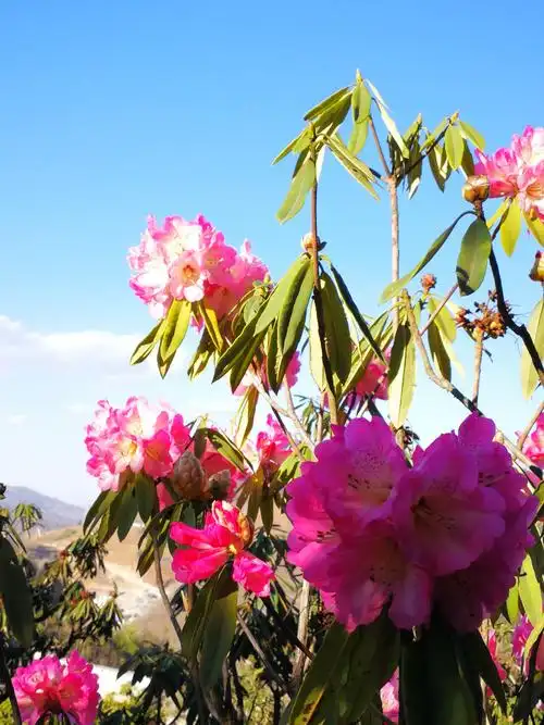 待到山花灿漫时,她在丛中笑!