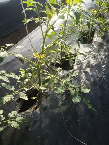 番茄这徒长么用控一下么