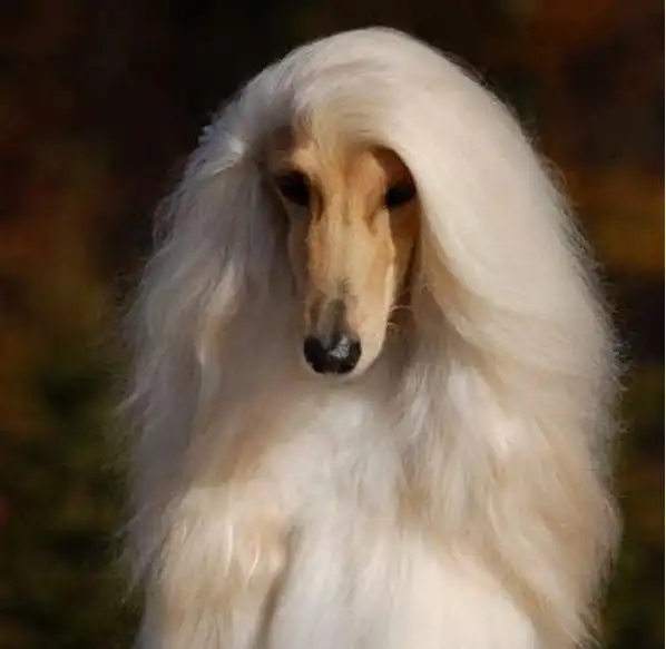 阿富汗猎犬的毛发很细很长,也很漂亮,是世界上毛最长的狗.