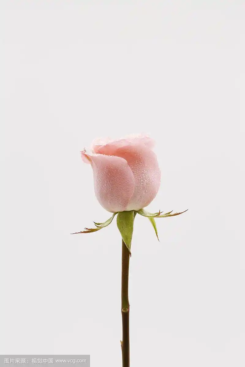 一支粉红色玫瑰