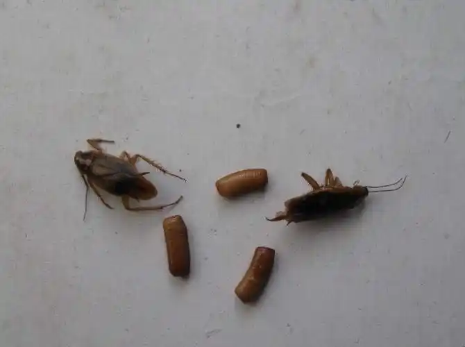 怎样解决家里的小蟑螂