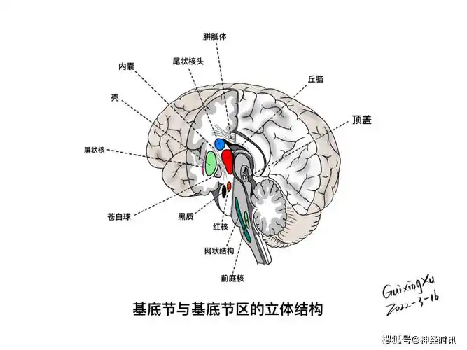 基底核与基底节区解剖与定位