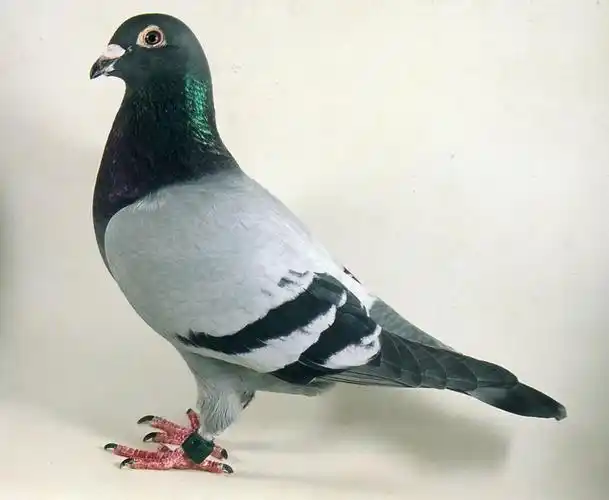 若大将系列名鸽の"悪天若大将号"__赛鸽资讯网