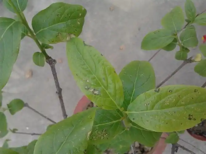 请问 腊梅 叶子出现这种症状怎么办