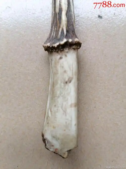 清代麂子角_其他角制品_图片价格_收藏鉴定_7788古币收藏