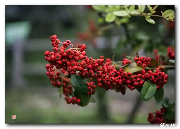 火红红子树 - 垫江摄影 - 垫江论坛 - powered by discuz!